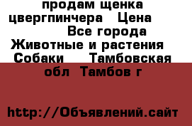 продам щенка цвергпинчера › Цена ­ 15 000 - Все города Животные и растения » Собаки   . Тамбовская обл.,Тамбов г.